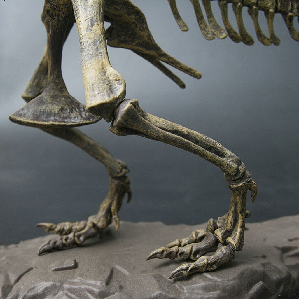 Dinosaure à Construire Tyrannosaurus Rex
